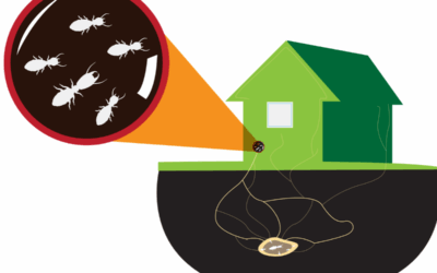 Termites Don’t Take Holidays: Naples, FL’s December Defense Guide