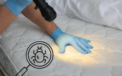 Bed Bug Outbreak in the Southeast: Signs, Removal & Treatment