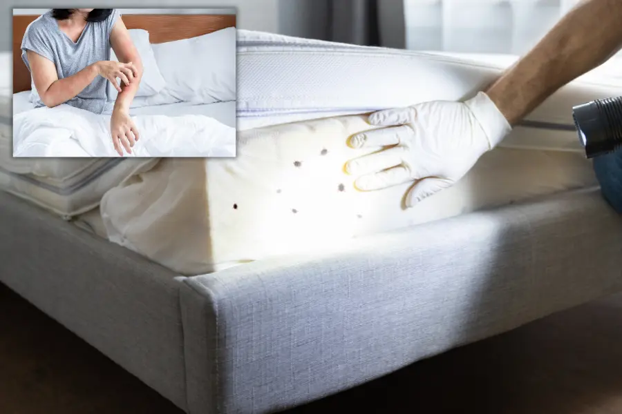 signs of bed bug infestation on mattress and skin bites