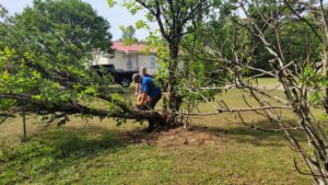 LaGrange GA Yard Cleanup