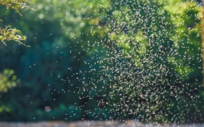 Mosquito Season in Florida — When It Starts, Peaks, and Ends