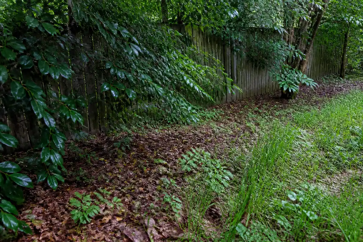 Dense shaded shrubs and leaf litter along a backyard fence line, the humid resting areas where adult mosquitoes hide during the day.