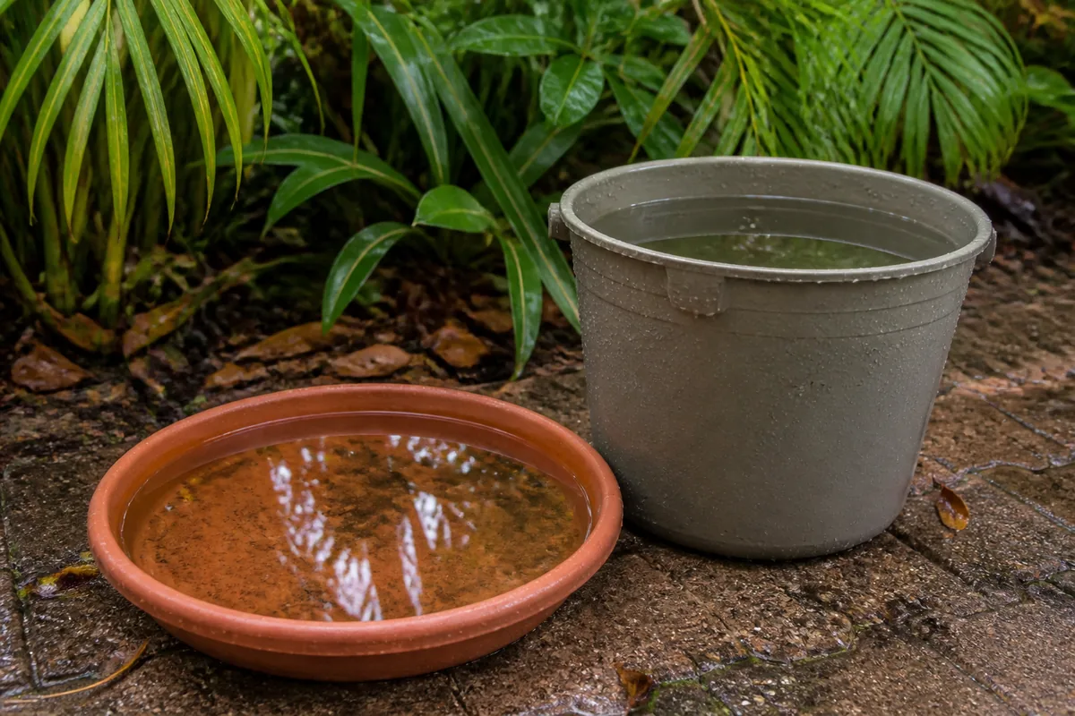 Rainwater pooled in a plant saucer and bucket in a South Florida yard, a prime mosquito breeding site during the rainy season.