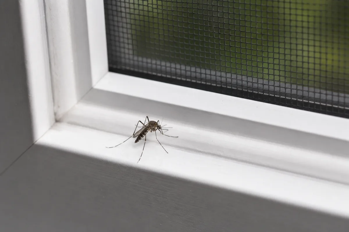 A single mosquito resting on the interior frame of a window screen inside a Southeast home, a common sight when mosquitoes find their way indoors.