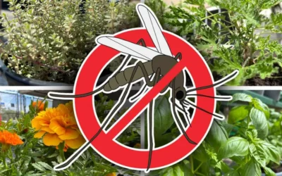 The Best Plants That Repel Mosquitoes in Florida (That Survive)