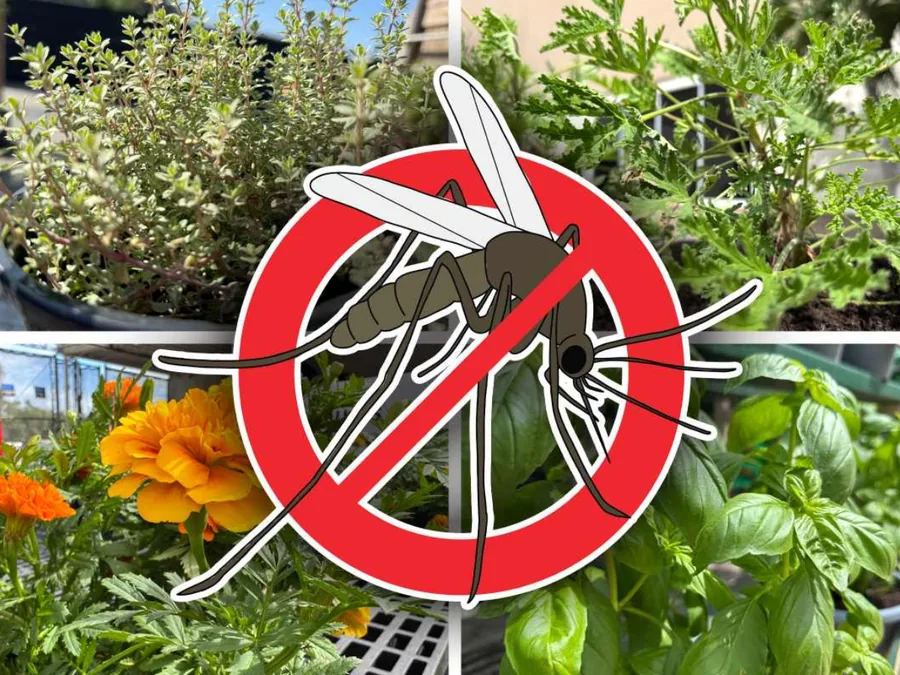 The Best Plants That Repel Mosquitoes in Florida (That Survive)